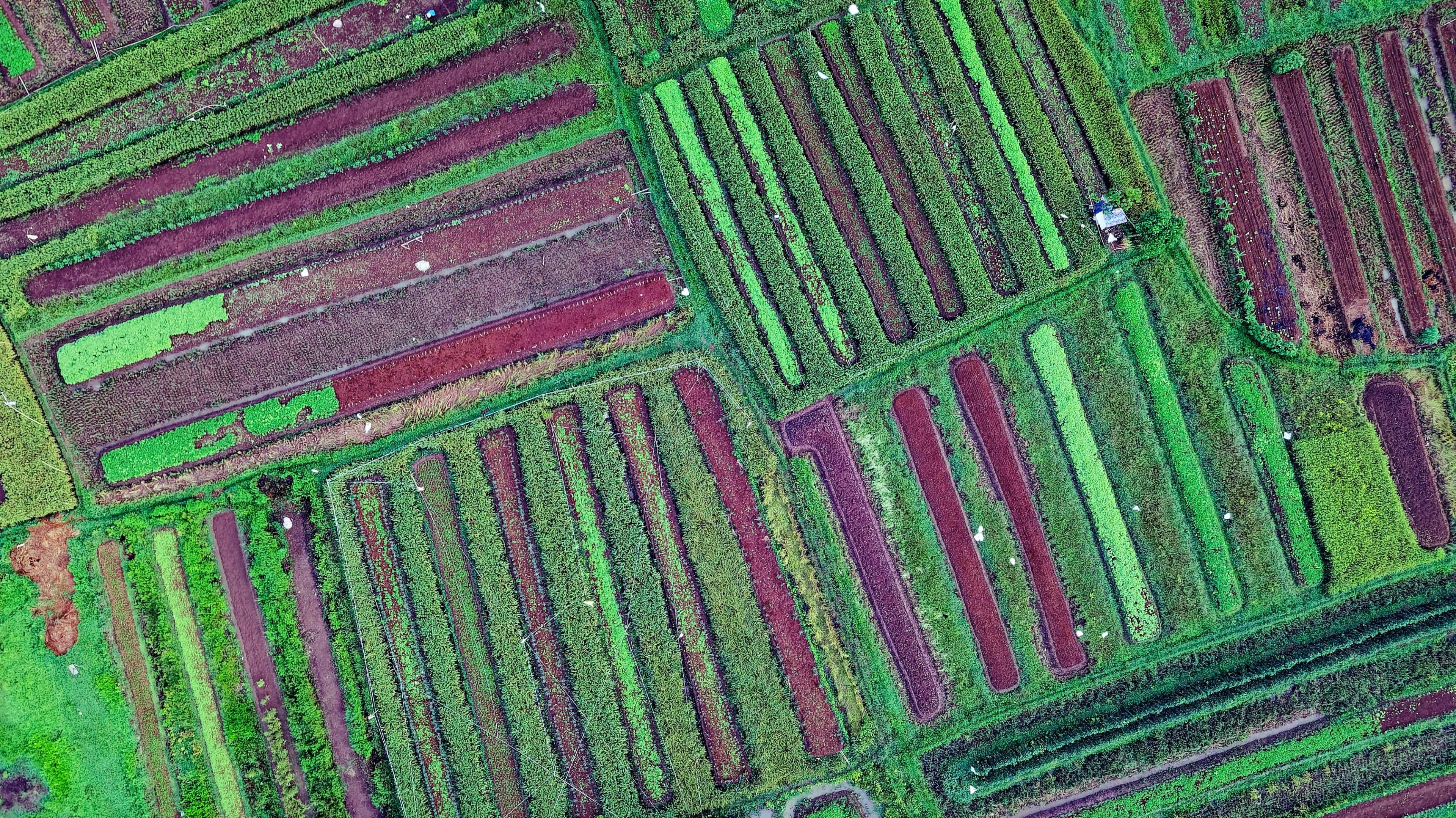 AGRICULTURE