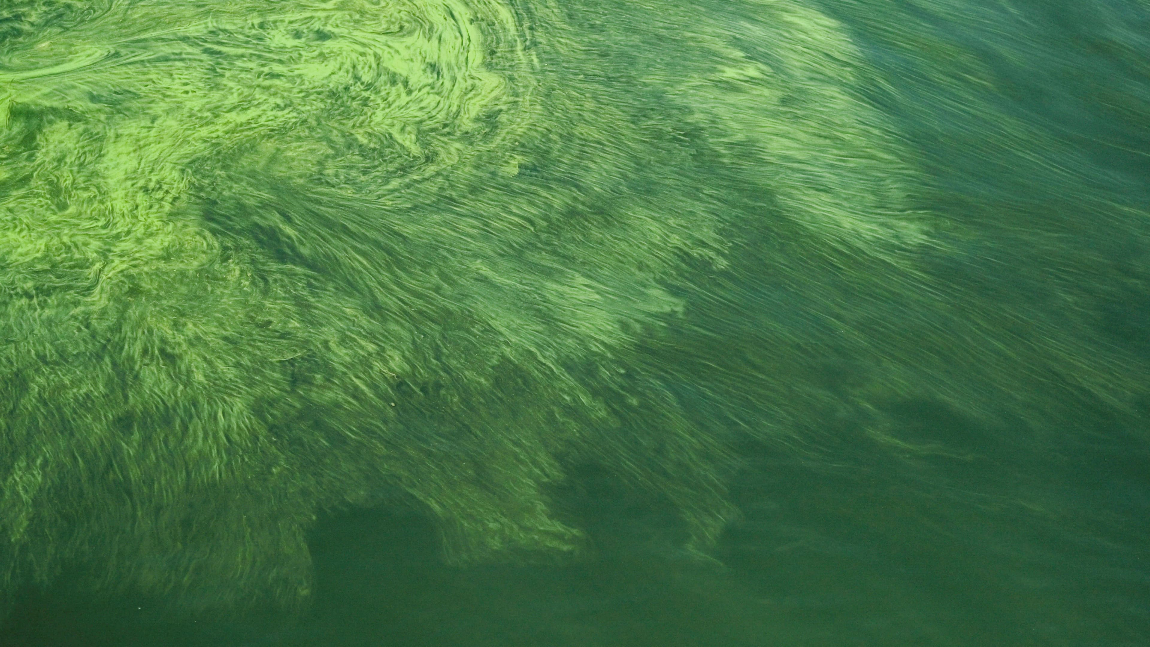 Harmful Algal Blooms, Detect and track toxic algal blooms to protect water resources, marine ecosystems, and public health using satellite ocean color imaging
