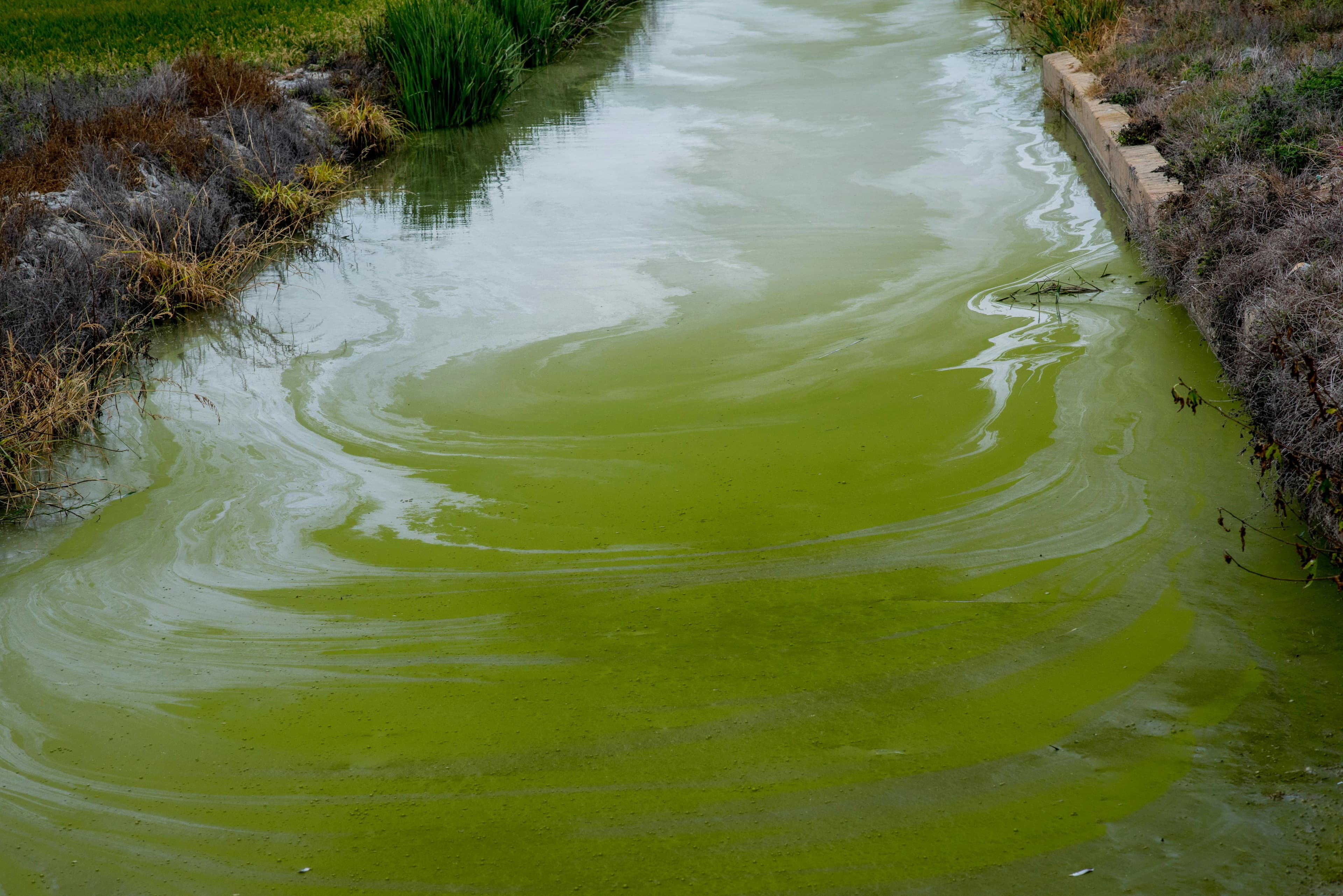 Harmful Algal Blooms